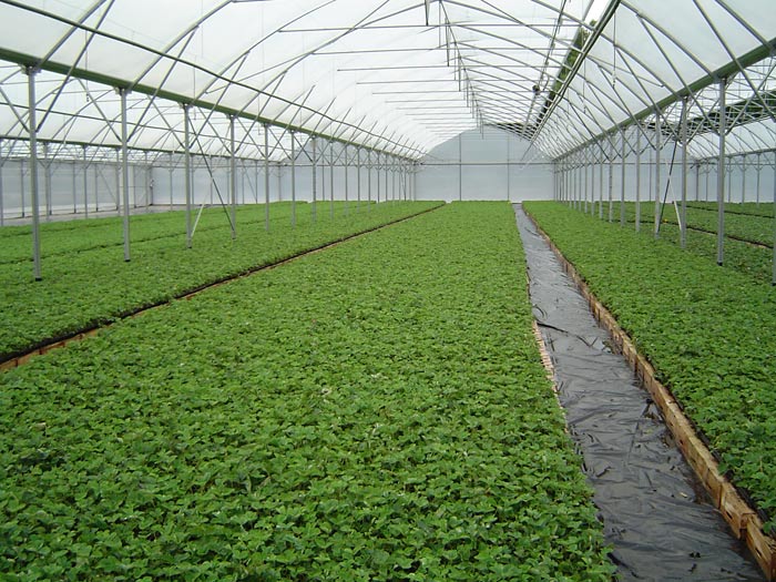 They are transplanted in our glasshouses for a period of 3 to 4 weeks, each lot being clearly identified.