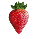fraise Portola